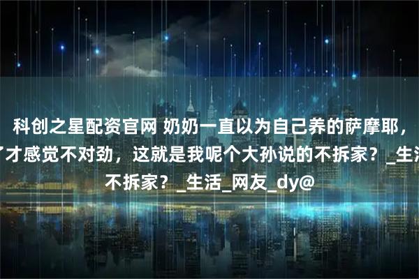 科创之星配资官网 奶奶一直以为自己养的萨摩耶，直到家快没了才感觉不对劲，这就是我呢个大孙说的不拆家？_生活_网友_dy@